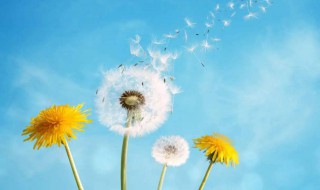 性格决定命运吗（你认为性格决定命运吗）