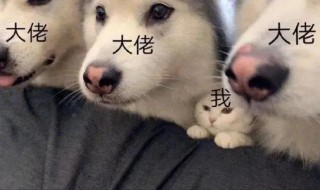 沙雕又可爱的王者荣耀文案 王者荣耀唯美文案