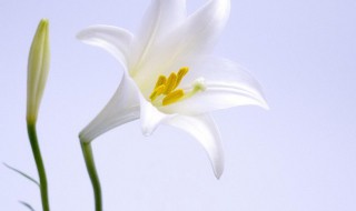 百合花适合室内养吗 百合花适合室内养吗