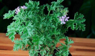 八种适合放室内的驱蚊植物（八种适合放室内的驱蚊植物有哪些）