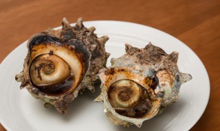 如何清洗海螺（如何清洗海螺肉）