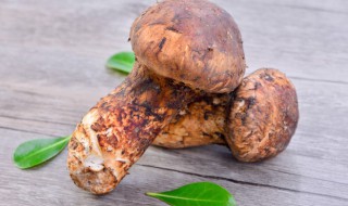 如何清洗松茸（如何清洗松茸 视频）