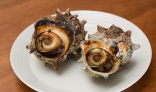 海螺如何清洗 海螺如何清洗才不会有沙子