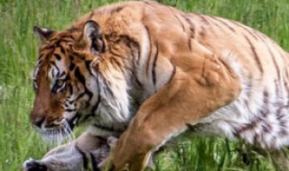 遭遇猛兽的求生方法 遭遇猛兽的求生方法50字作文