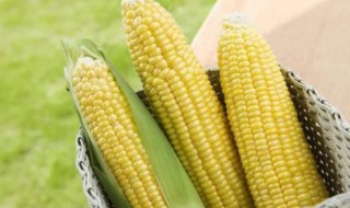 种玉米时间及方法（玉米种植时间与方法）