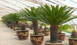 铁树浇水的正确方法（铁树浇水的正确方法图片）