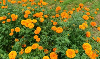 万寿菊为什么叫万寿菊（万寿菊是什么）