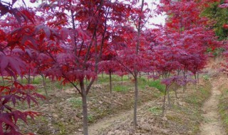 红枫黑杆怎样解决（红枫黑杆能自愈吗）