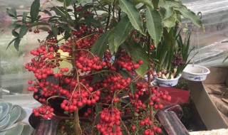 贵人果的养殖方法和注意事项（贵人果的养殖方法和注意事项图片）