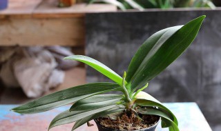 蝴蝶兰叶片变软变蔫怎么办 蝴蝶兰叶子变软变蔫了怎么办