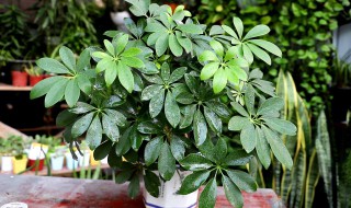 白木香的养殖方法和注意事项（白木香的养殖方法和注意事项视频）
