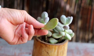 多肉巧克力的养殖方法和注意事项（多肉巧克力的养殖方法和注意事项视频）