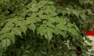 幸福树移栽后注意事项 幸福树的移栽和注意事项