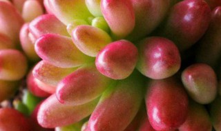 多肉移栽后有什么注意事项（多肉移栽后有什么注意事项吗）