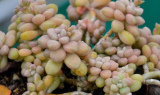 丸叶姬秋丽的养殖方法和注意事项 丸叶姬秋丽容易徒长吗