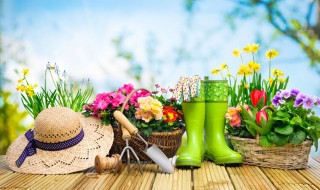 跳舞兰花怎么养殖方法和注意事项（跳舞兰的养殖方法和注意事项）