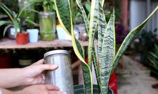 虎尾兰浇水要注意事项（虎尾兰种植后要浇水吗）