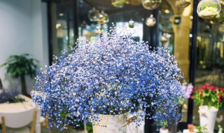 满天星花的养殖方法和注意事项（满天星花的养殖方法和注意事项有哪些）