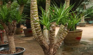 龙血树换盆注意事项（龙血树换盆注意事项有哪些）