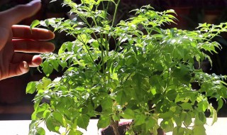 幸福树叶子干枯怎么补救 幸福树叶子全部干枯怎么补救