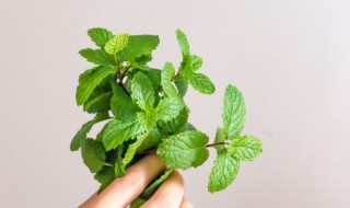 薄荷可以水培种植吗 薄荷可以水培种植吗
