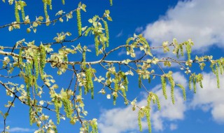 杨树花叫什么名字 杨树花叫什么名字来着