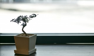 石榴树冻死了怎么办（石榴树 冻死了）