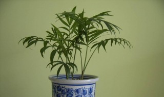 驱蚊竹可以水养吗 水竹能驱蚊吗
