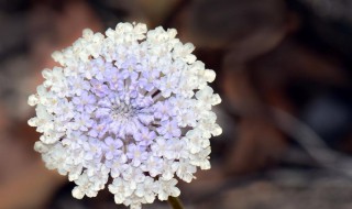 翠珠花有毒吗 翡翠珠有毒吗