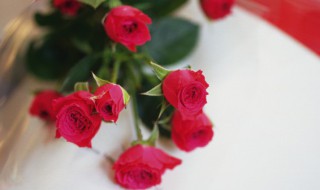 玫瑰花花苞下垂怎么办 玫瑰花花苞下垂怎么办视频