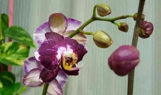 蝴蝶兰叶子掉光了还能活吗 蝴蝶兰叶子掉光了还能活吗怎么养