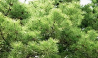 松柏的特点 松柏的特点是什么