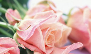 玫瑰花怎样插枝容易活（玫瑰花怎么插枝才能活）