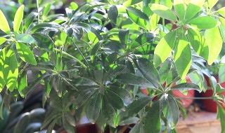 鸭掌木掉叶子什么原因（鸭掌木掉叶子什么原因呢）