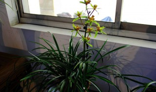 蕙兰花谢了（蕙兰花谢了该怎么养）