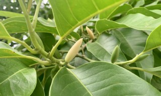 家里为什么不能种黄桷兰（为啥家里不能栽黄桷兰）