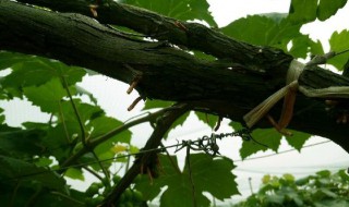 葡萄树流水是怎么回事 葡萄树为什么流水