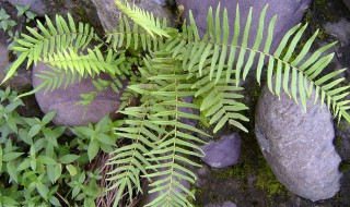 蜈蚣草怎么繁殖（蜈蚣草怎么繁殖快）
