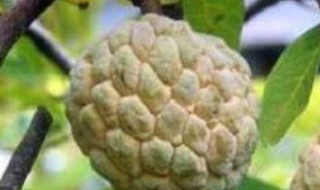 释迦果好种植吗（释迦果好种植吗）