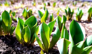 郁金香不发芽怎么回事 网上买的郁金香为什么不发芽