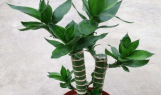 莲花竹怎么养 莲花竹怎么养才好