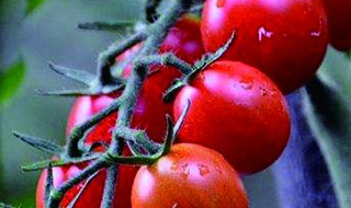 圣女果种子怎么种植方法 圣女果种子怎么种植方法图解