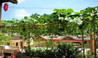 屋后不能种什么树（屋后不能种什么树呢）