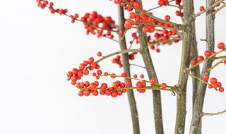 北美冬青养殖方法和注意事项 北美冬青如何养殖