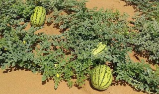 自己如何种植西瓜（自己如何种植西瓜种子）