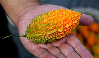 金癞瓜的种植方法和时间 金癞瓜生长过程