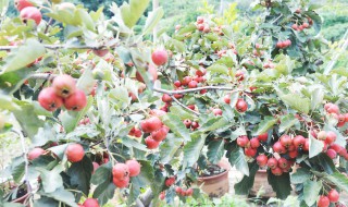 山楂树的栽培与管理技术 山楂树的栽培与管理技术研究