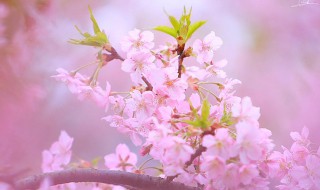 樱花是粉色的还是白色的（樱花是粉色的还是白色的呢）