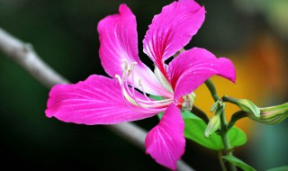 香港的区花是什么花（香港的区花是什么花朵）