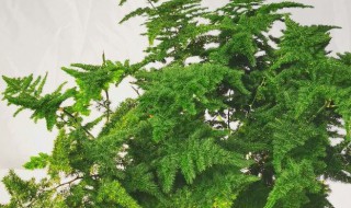 刚买回来的云竹怎么养 云竹在家里养好吗?